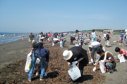 Cleanup Campaign at Kugenuma Beach